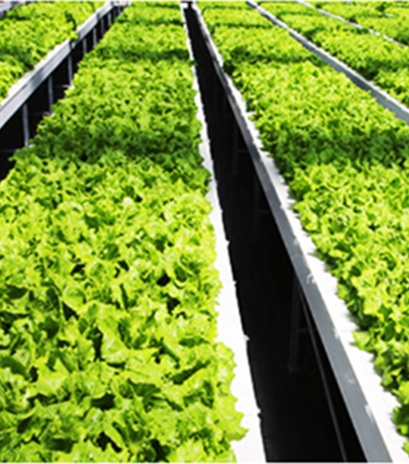 Hydroponic
                                                        & Aquaponic Farming Technology